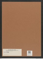 Navicula sp. (de-Toni-Nr.: Genus 1, Species 401 ?) Zeichnungen Sammlung Grunow Mappe 00772 (Herbarium_W_Grunow_drawings_Folder_00772)